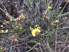 Bossiaea scolopendria