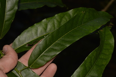 Carronia multisepalea