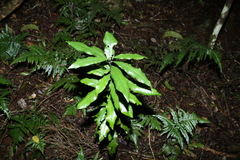 Eupomatia bennettii