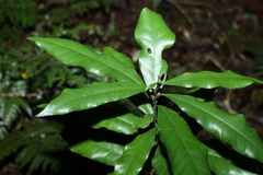 Eupomatia bennettii