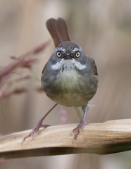 Sericornis frontalis