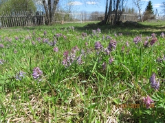 Corydalis solida