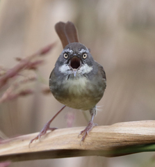Sericornis frontalis