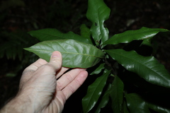 Eupomatia bennettii