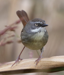 Sericornis frontalis