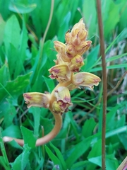 Orobanche gracilis