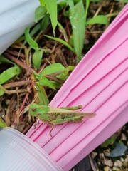 Oedaleus infernalis