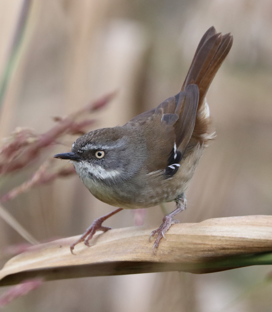 White-browed Scrubwren photo