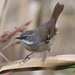 White-browed Scrubwren - Photo (c) rivendel, some rights reserved (CC BY-NC)