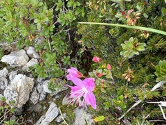 Rhodothamnus chamaecistus