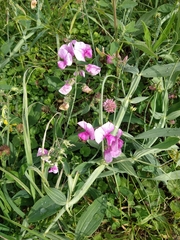 Lathyrus latifolius