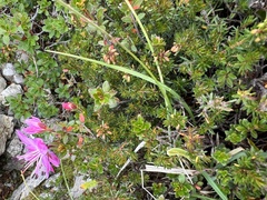 Rhodothamnus chamaecistus