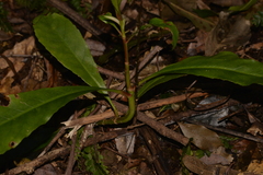 Anopterus macleayanus