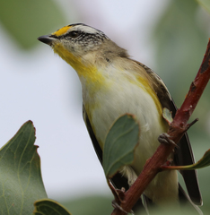 Pardalotus striatus