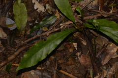 Anopterus macleayanus