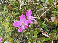 Rhodothamnus chamaecistus
