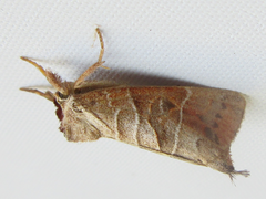 Clostera anastomosis