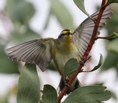 Pardalotus striatus