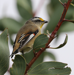 Pardalotus striatus
