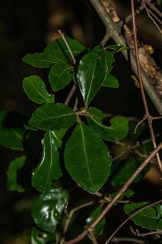 Loeseneriella crenata var. crenata image