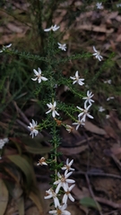 Olearia microphylla