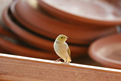 Ptilotula penicillata