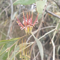 Amyema quandang