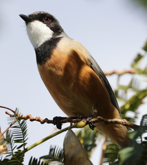 Pachycephala rufiventris