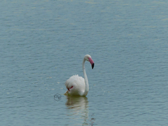 Phoenicopterus roseus