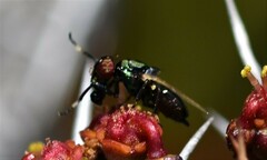 Physiphora alceae