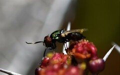 Physiphora alceae