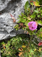 Rhodothamnus chamaecistus
