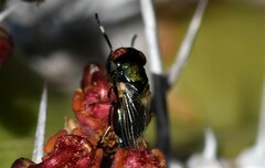 Physiphora alceae