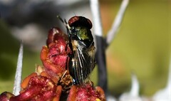 Physiphora alceae