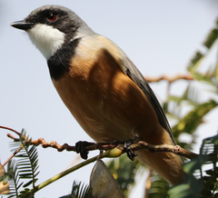 Pachycephala rufiventris