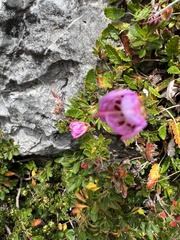Rhodothamnus chamaecistus