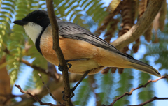 Pachycephala rufiventris
