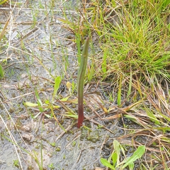 Thelymitra