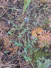 Astragalus laxmannii