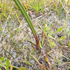 Thelymitra