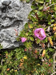 Rhodothamnus chamaecistus