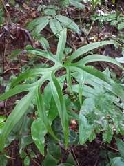 Calciphilopteris ludens