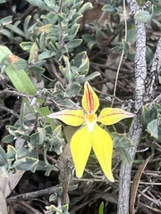 Caladenia flava