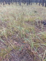 Artemisia desertorum