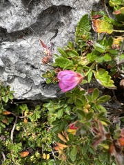 Rhodothamnus chamaecistus