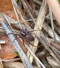 Pardosa amentata