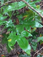 Calciphilopteris ludens