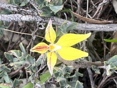 Caladenia flava