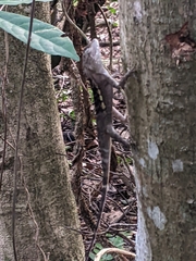 Diploderma swinhonis