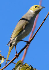 Ptilotula penicillata